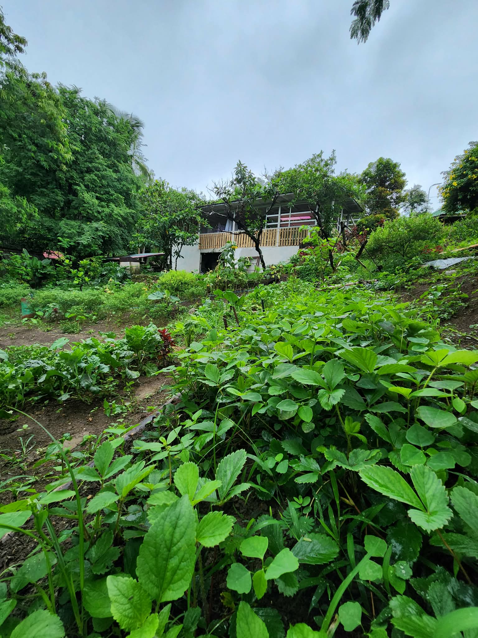 The Apiary Mountain Camp & Farm
